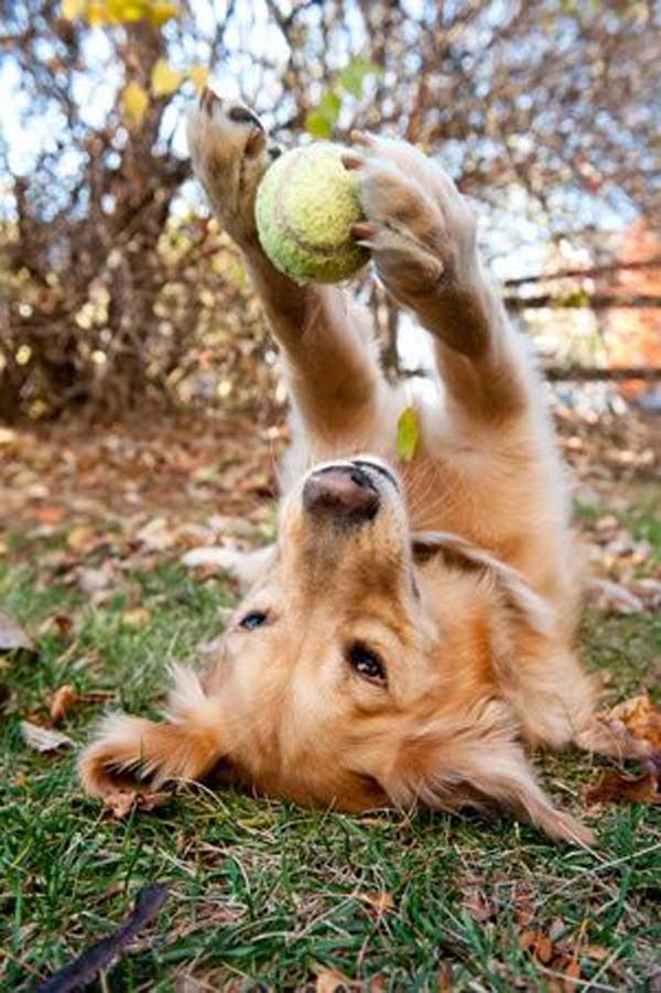 playful retriever ball