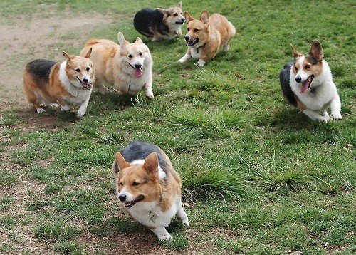 playing corgis dogs photography run