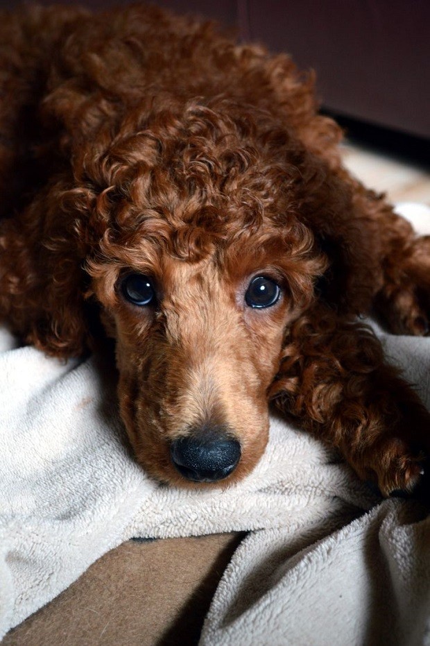 poodle eyes photo