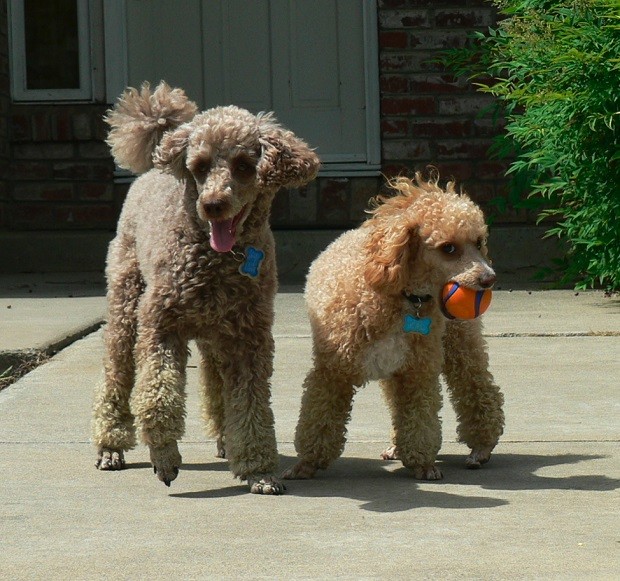 poodle friends photo