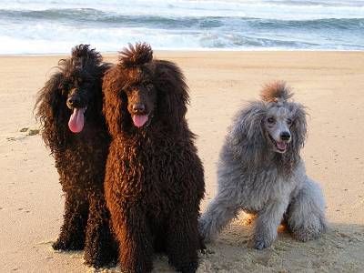 poodle friends pics image