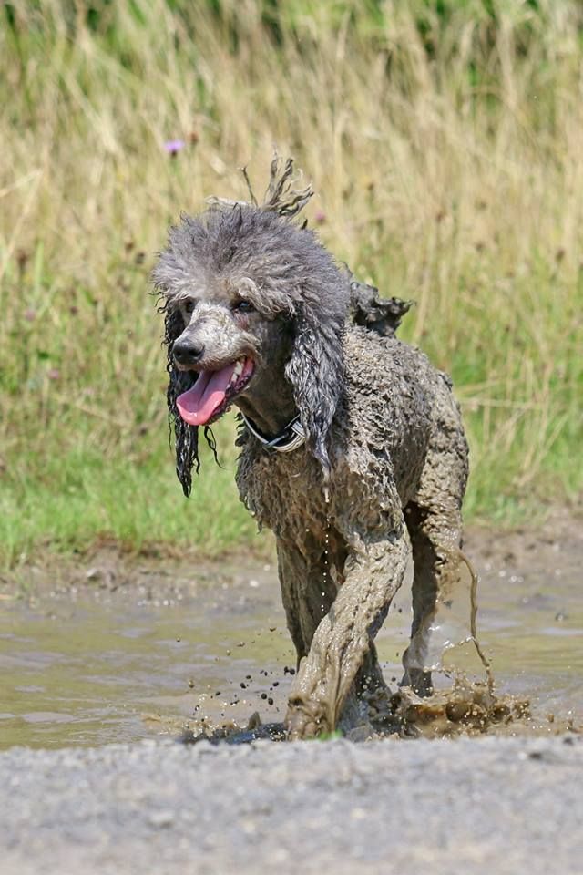 poodle mud pics