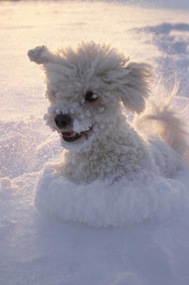poodle snow winter