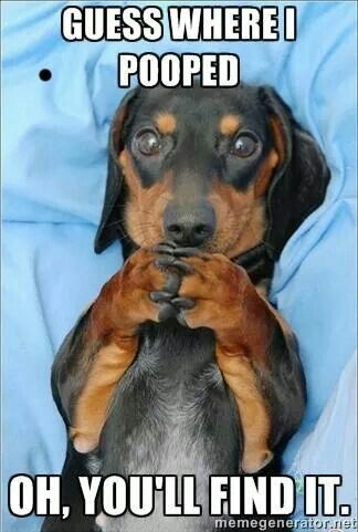 positive dachshund funny meme