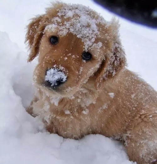 puppy snow eyes golden retriever