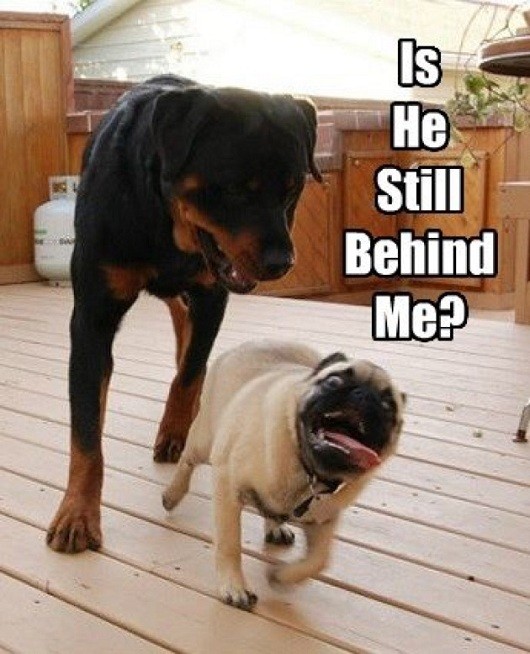 rottweiler and pug meme