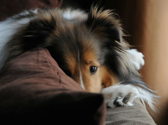 shetland sheepdog 7