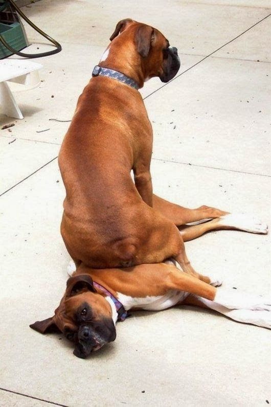 sitting boxer dog funny