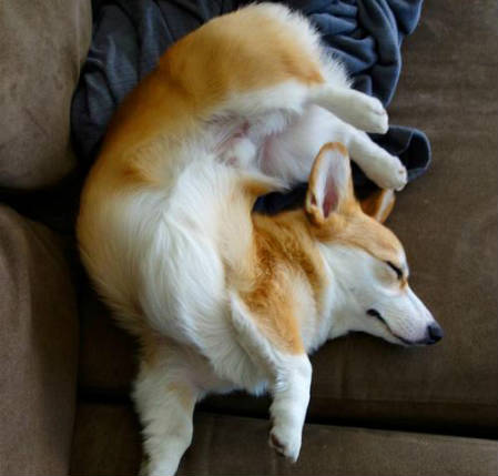 sleeping corgi photo