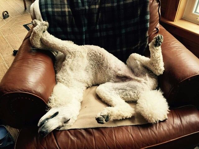 sleeping poodle armchair