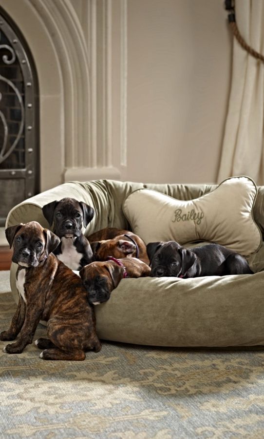 sofa boxers dogs rest