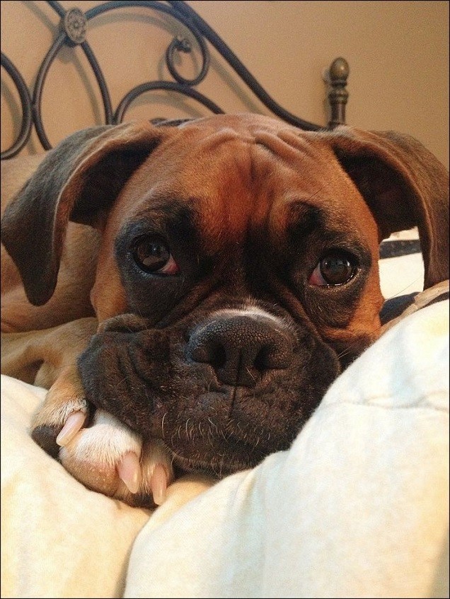 thinking boxer face closeup