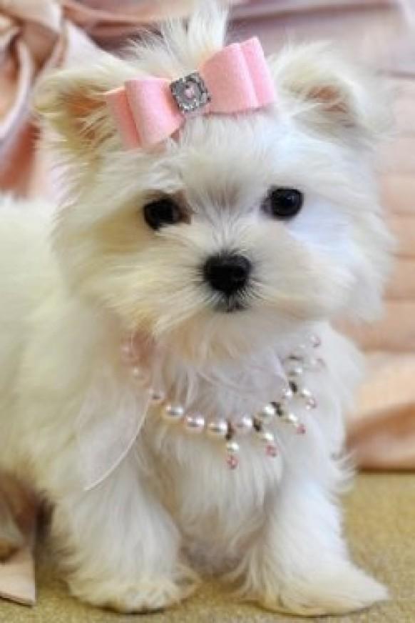 wedding-pets maltese