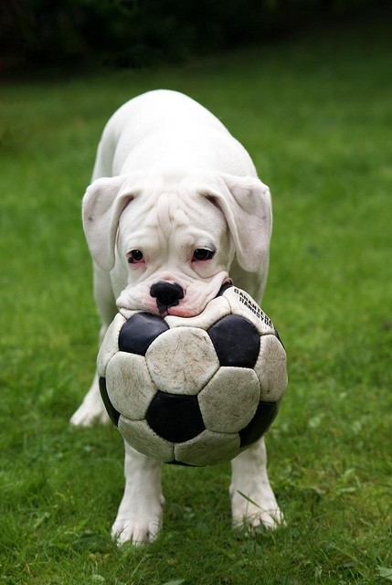 white boxer want play ball