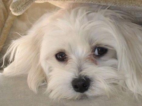 white maltese eyes