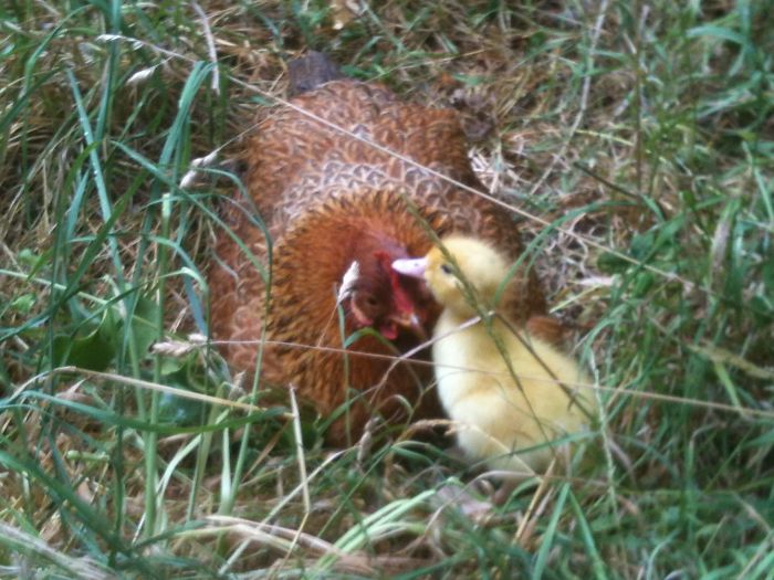 The Most Lucky Duckling Of The Planet