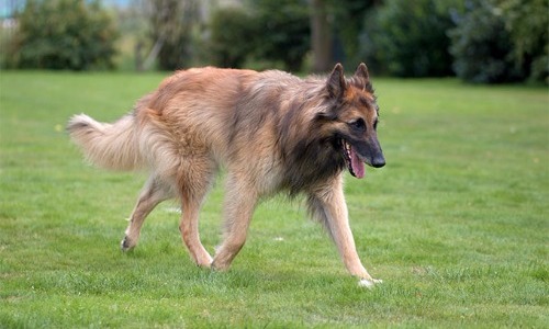 Belgian Tervuren - 10 Years