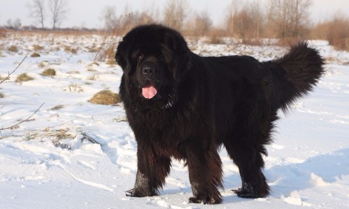 Newfoundland - 9 Years