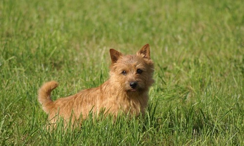 Norwich Terrier