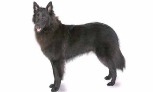 Belgian Shepherd Dog - 10 Years