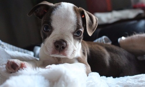 Boston Terrier