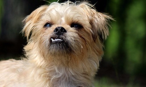 Brussels Griffon