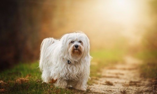 Havanese