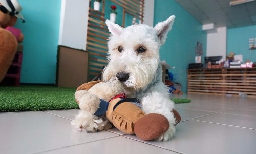 Miniature Schnauzer