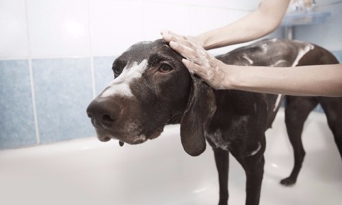 Giving Unexpected Baths