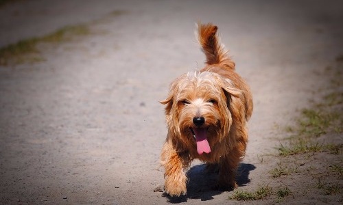 Norfolk Terrier