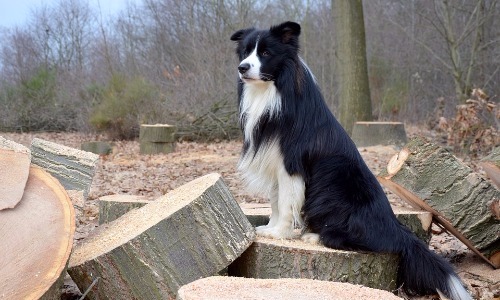 Collie - 10 Years