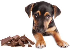 dog-and-chocolate-300x215