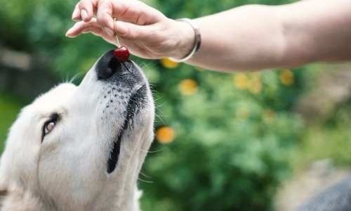 Cherries