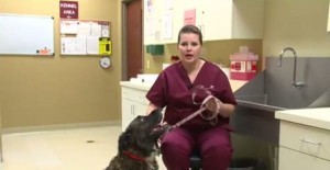 dog-detects-breast-cancer