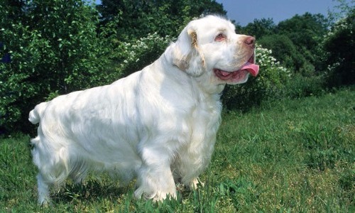 Clumber Spaniel - 10 Years