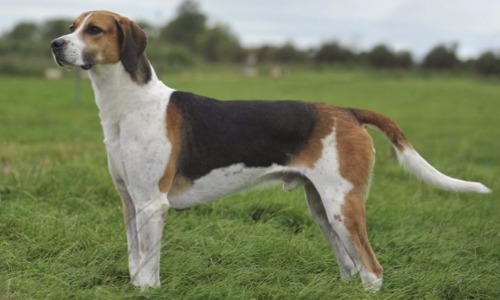 English Foxhound - 10 Years