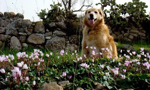 Cyclamen 