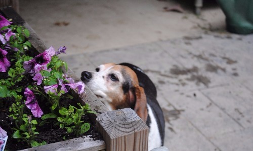 Geranium