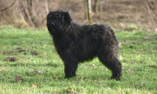 Bouvier des Flandres - 10 Years