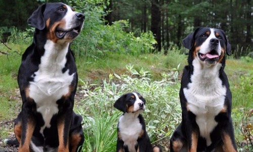  Greater Swiss Mountain Dog - 8 years