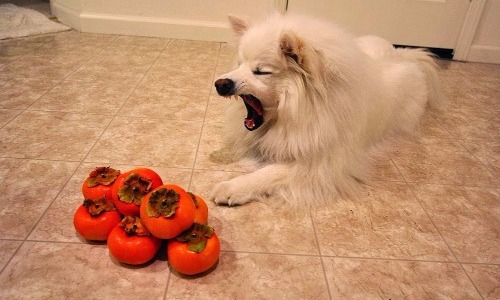 Persimmons