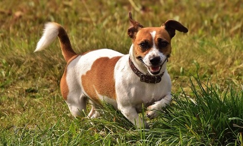 Jack Russell Terrier