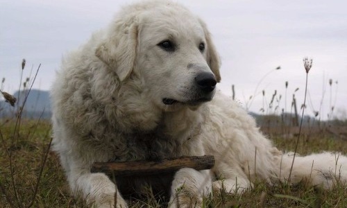 Kuvasz - 9 Years