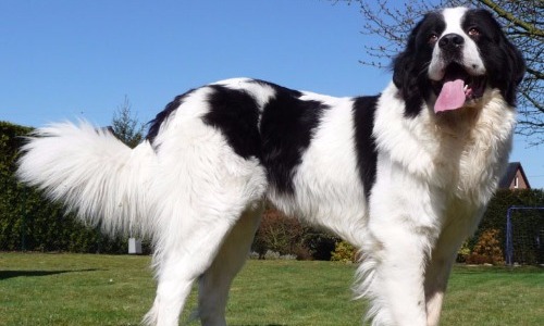 Landseer - 10 years