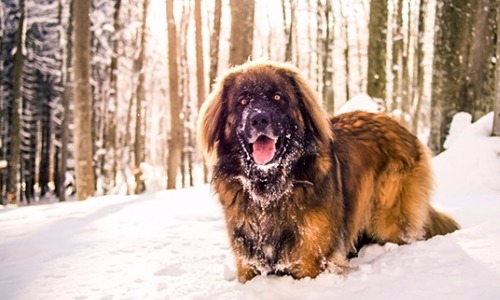 Leonberger - 9 years