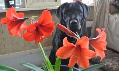 Amaryllis