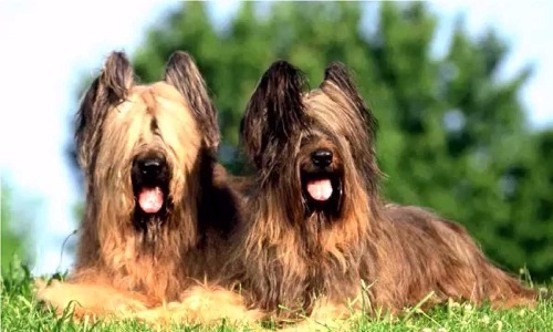 Briard - 10 Years