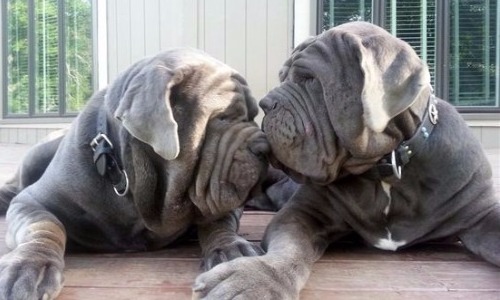 Neapolitan Mastiff - 9 years