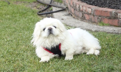 Pekingese