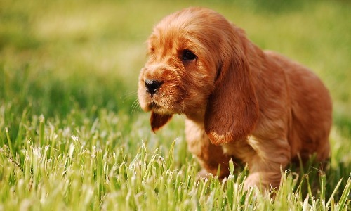 Cocker Spaniel